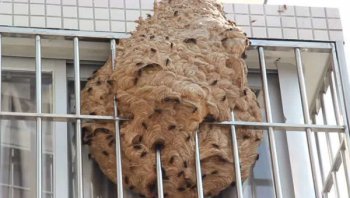 馬蜂筑巢是好兆頭順三支，家里有馬蜂窩的預兆