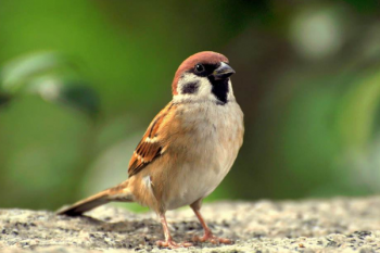 麻雀的記憶力一般有多久，麻雀能活多少年