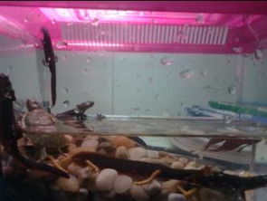 東方蠑螈怎么養，需要注意定期換水穩定水質