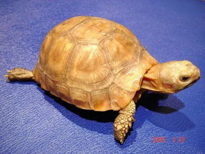 烏龜和海龜?shù)膮^(qū)別,海龜生活在海中而烏龜在陸地或淡水中