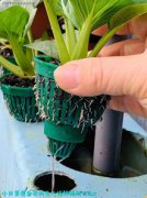 為什么流水不腐，流動的水體里有了足夠多的溶氧