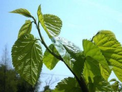 五種招鬼的樹，柳樹、槐樹、楊樹、桑樹、杉樹