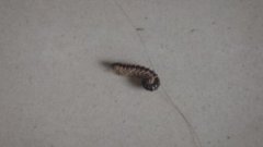 像蜈蚣一樣的蟲子叫什么,是像蜈蚣一樣蟲子蚰蜒