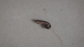 像蜈蚣一樣的蟲子叫什么，是像蜈蚣一樣蟲子蚰蜒