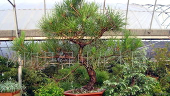 什么樹根能玩盆景，黃山有名的迎客松