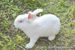 兔子尾巴的歇后語是什么,兔子尾巴長不了比喻辦事耐心