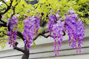 世界上花語最冷漠的花,雪蓮就是花語最冷漠的花