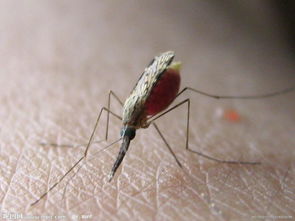 如何快速找到房間蚊子,關上燈繼續玩手機蚊子會趨光飛過來