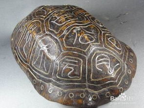 山龜甲手串都是假的嗎，應(yīng)該不全是假的也有真的