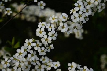 開白色花的樹有那些，是薔薇科珍珠梅屬植物”噴雪花”