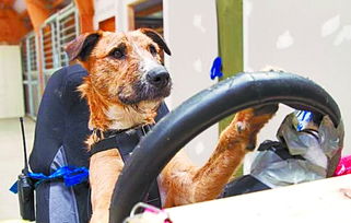 開車撞到狗有什么兆頭，在接下來的一段時間會倒霉