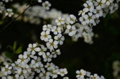 開白色花的樹有那些,是薔薇科珍珠梅屬植物”噴雪花”