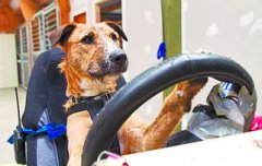 開車撞到狗有什么兆頭,在接下來的一段時間會倒霉