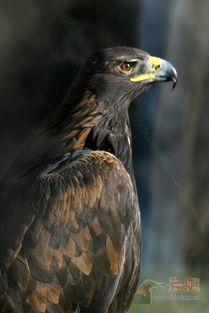 最厲害的鷹的名字大全，金雕、鷹雕、角鷹、海東青、白頭海雕