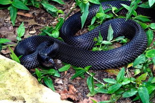 毒蛇與無毒蛇的區(qū)別,毒蛇的頭部多呈三角形無毒蛇多呈橢圓形