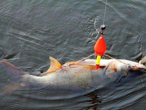 水怪釣鰱鳙一般釣多深,一般釣80cm-150cm處