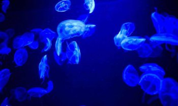 水母是什么動物，別稱海蜇是門缽水母綱動物