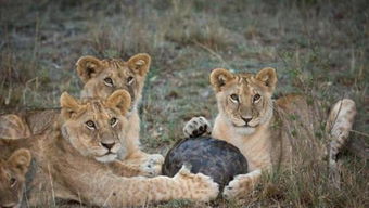 瀕臨滅絕的動物有哪些,穿山甲、毛鼻袋熊、揚子江豚等