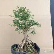 樹樁盆景什么樹根好,盤曲根、微露根、懸掛根