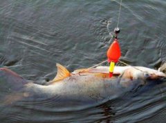 水怪釣鰱鳙一般釣多深,一般釣80cm-150cm處