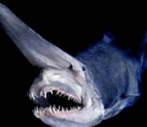 深海真的藏著巨型海怪,卡布羅龍、皺鰓鯊、歐氏尖吻鮫