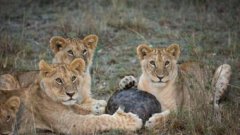 瀕臨滅絕的動(dòng)物有哪些,穿山甲、毛鼻袋熊、揚(yáng)子江豚等