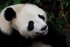 熊貓是熊科還是貓科,熊貓是熊科因?yàn)樗鼘儆讵?dú)立的大熊貓屬