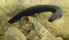 電鰻生活在哪里，屬于水生生物生活在水中