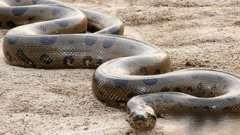 男人夢見大蟒蛇的解夢,意味著成績欠佳不能錄取