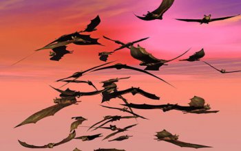 蝙蝠屬于哪類動物,屬于翼手目動物和哺乳動物