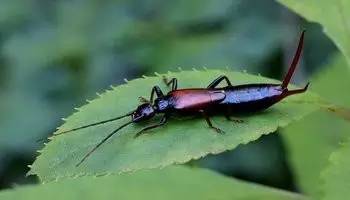 蠼螋跑到床上什么原因，床的位置可能陰暗潮濕