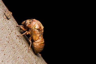 金蟬出土的曰期和時間,是6月末7月初的晚上8點