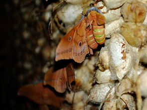 雄蠶蛾的泡酒正確方法，未曾交尾的活蛾體直接浸入小燒酒之中