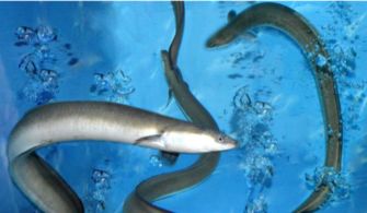 鰻魚和鱔魚的區別，鰻魚和黃鱔的身處環境不同