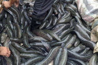 黑魚是世界上最臟的魚,像泥鰍一樣可以在泥沙中蟄伏