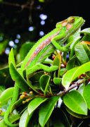 蜥蜴和變色龍的區(qū)別,變色龍避役科爬行類蜥蜴冷血爬蟲類