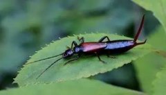 蠼螋跑到床上什么原因，床的位置可能陰暗潮濕