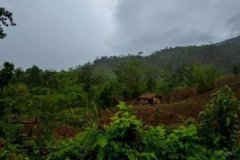 野人山有多恐怖，人不小心踏上沼澤就會陷進去直到完全沒入