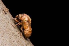 金蟬出土的曰期和時間,是6月末7月初的晚上8點