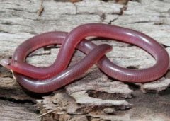 馬達加斯加盲蛇有毒嗎，是一種分布于非洲及亞洲的無毒蛇種