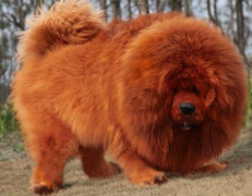 世界上最大的藏獒王，最大的藏獒圖片