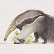 世界上最大的食蟻獸是什么,有點像食蟻獸的是什么動物