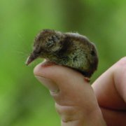 世界上最小的哺乳動物是什么，陸地上最小的哺乳動物