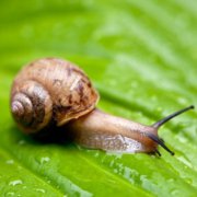 世界上牙齒最多的動物是什么,世界上牙齒第二多的動物