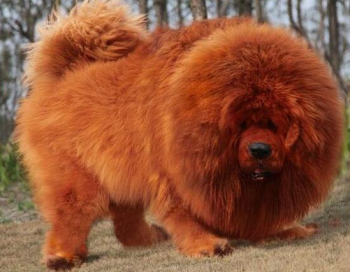 世界上最大的藏獒王，最大的藏獒圖片