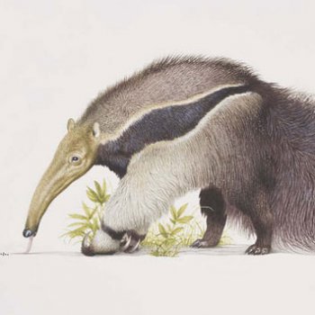 世界上最大的食蟻獸是什么，有點像食蟻獸的是什么動物