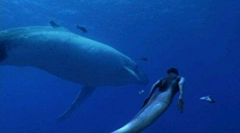 世界上有沒有美人魚，有人拍到九尾狐