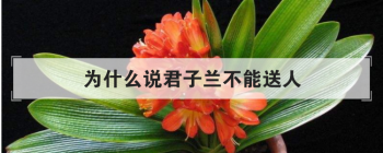 為什么說君子蘭不能送人,長壽花可以送人么