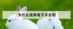 為什么說養兔子不吉利，老人都說兔子很邪門