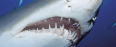 為什么鯊魚一生都在換牙齒,鯊魚可以換幾次牙齒